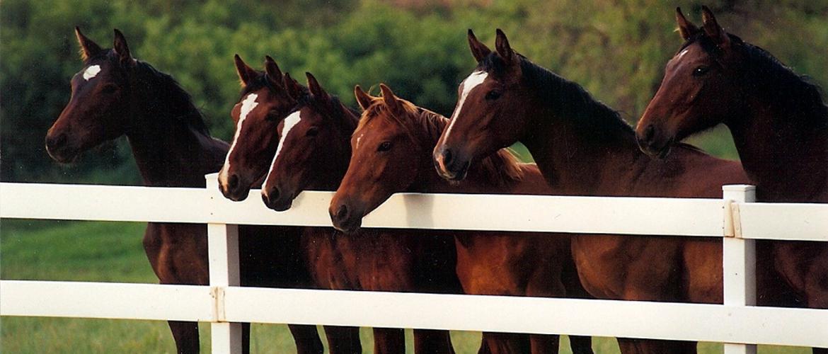 Plum Creek Hollow Sport Horses for Sale
